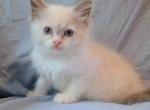 Bicolor Ragdoll Female - Ragdoll Kitten For Sale - Travelers Rest&comma; SC&comma; US