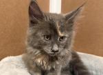 Lily - Maine Coon Kitten For Sale - Wilmington&comma; DE&comma; US