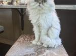 Niko - Persian Cat For Sale - Canton&comma; GA&comma; US