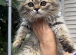 Daisy - Persian Kitten For Sale - Agawam&comma; MA&comma; US