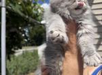 IVY - Persian Kitten For Sale - Agawam&comma; MA&comma; US