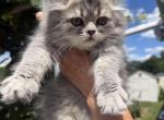IVY - Persian Kitten For Sale - Agawam&comma; MA&comma; US