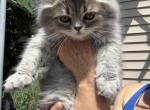 IVY - Persian Kitten For Sale - 