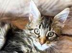 Maine Coon Female Kitten - Maine Coon Kitten For Sale - Staten Island&comma; NY&comma; US