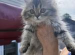 Johnny - Persian Kitten For Sale - Agawam&comma; MA&comma; US