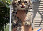 MICA - Persian Kitten For Sale - Agawam&comma; MA&comma; US