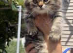 MICA - Persian Kitten For Sale - Agawam&comma; MA&comma; US