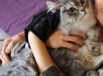 Simon - Ragdoll Cat For Sale - Howell&comma; MI&comma; US