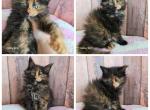 Tortie - Maine Coon Kitten For Sale - Frenchtown&comma; MI&comma; US