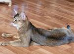 Gera aka Reine - Abyssinian Cat For Sale/Retired Breeding - 