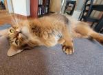 Lara - Somali Cat For Sale/Retired Breeding - Vallejo&comma; CA&comma; US