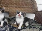 Roxy - Siberian Kitten For Sale - Winchester&comma; VA&comma; US