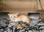 Milo - Siberian Kitten For Sale - Winchester&comma; VA&comma; US