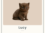 Lucy - British Shorthair Kitten For Sale - 