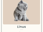 Linus - British Shorthair Kitten For Sale - 
