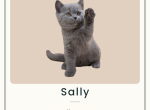 Sally - British Shorthair Kitten For Sale - IL&comma; US