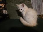 Red - Ragdoll Kitten For Sale - Blanchard&comma; OK&comma; US