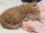 Persian red and white Persian - Persian Kitten For Sale - 
