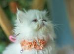 Solid  white girl - Persian Kitten For Sale - 