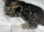 Giorno Charcoal Male - Bengal Kitten For Sale - Niles&comma; MI&comma; US