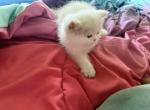 Exotic solid white doll face - Exotic Kitten For Sale - 