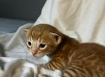 Ginge Red Male - Bengal Kitten For Sale - 