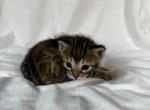 Queen Cleopatra Female - Bengal Kitten For Sale - 
