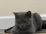 Star - Scottish Straight Kitten For Sale - Willowbrook&comma; IL&comma; US