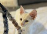 SNOW WHITE SAVANNAH - Savannah Kitten For Sale - OK&comma; US
