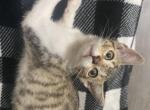 Lola - American Wirehair Kitten For Sale - Fayetteville&comma; NC&comma; US