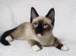 Male Siamese Snowshoe kitten - Siamese Kitten For Sale - 