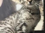 Tiny cheetah - Savannah Kitten For Sale - Johnson City&comma; TN&comma; US