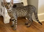 Savannah SBT BIG Ears - Savannah Kitten For Sale - OK&comma; US