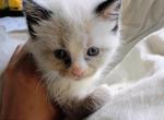 CravenBlues Ragdolls - Ragdoll Kitten For Sale - NC&comma; US