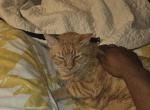 Neko - Domestic Cat For Adoption - Frederick&comma; MD&comma; US