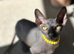 BLUEY READY TO GO HOME - Sphynx Kitten For Sale - 