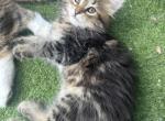 Mochi - Siberian Kitten For Sale - Lynnfield&comma; MA&comma; US