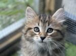 Dumpling - Siberian Kitten For Sale - Lynnfield&comma; MA&comma; US
