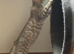 Poppy - Bengal Kitten For Sale - Macon&comma; MO&comma; US