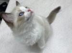 Cypress - Ragdoll Kitten For Sale - New Orleans&comma; LA&comma; US