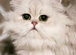 Kai - Persian Cat For Sale - Boiling Springs&comma; PA&comma; US
