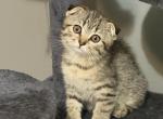 Tomi - Scottish Fold Kitten For Sale - Philadelphia&comma; PA&comma; US