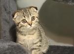Tomi - Scottish Fold Kitten For Sale - Philadelphia&comma; PA&comma; US