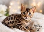 MISHKA - Bengal Kitten For Sale - Philadelphia&comma; PA&comma; US