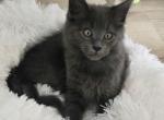 Vienna Sausage - Maine Coon Kitten For Sale - Cleveland&comma; TN&comma; US