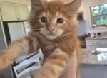Geno Pizza Roll - Maine Coon Kitten For Sale - Cleveland&comma; TN&comma; US