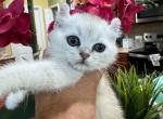 Mercy - Scottish Straight Kitten For Sale - 
