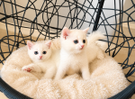 Boy And Girl Scottish Straight - Scottish Straight Kitten For Sale - Orlando&comma; FL&comma; US