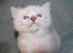 Nellie & Buzz - Ragdoll Kitten For Sale - New Orleans&comma; LA&comma; US