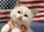 Justice - Ragdoll Kitten For Sale - 